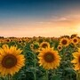 పొద్దుతిరుగుడు పంట