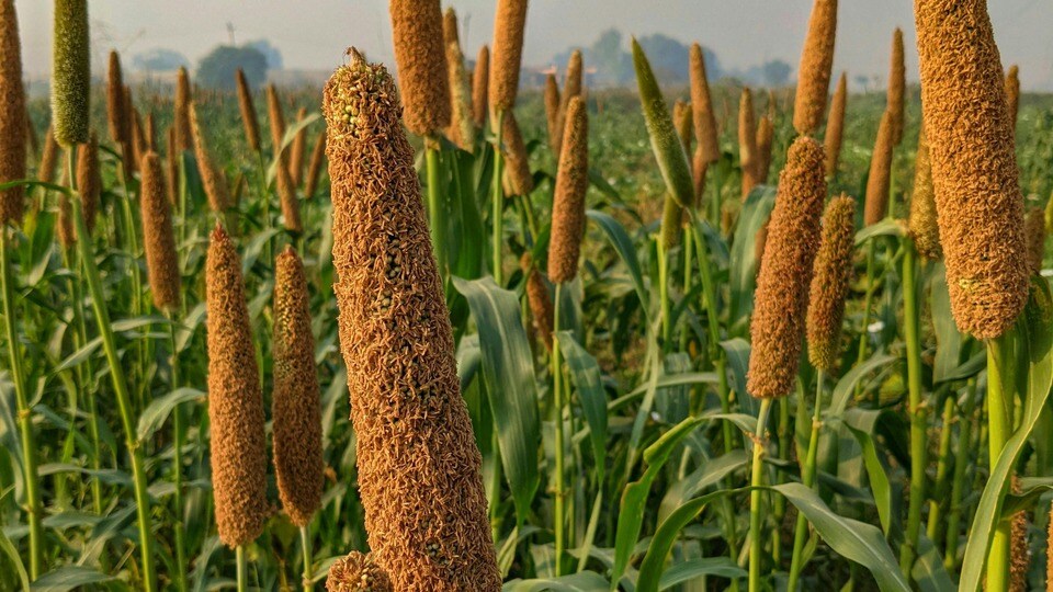 Barnyard Millet: మధుమేహం, అధిక బరువుకు చెక్ పెట్టే ఊదలు