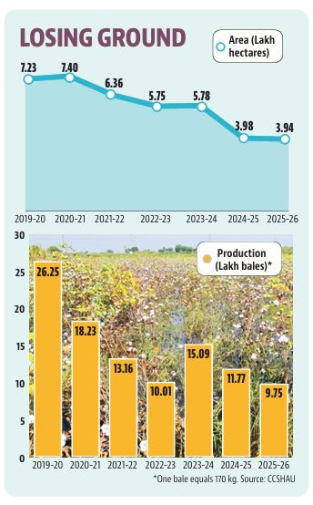 Haryana’s white gold loses lustre as cotton farmers shift to paddy Haryana’s white gold loses lustre as cotton farmers shift to paddy