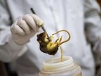 Independent CONICET researcher and National University of Cordoba associate professor Raul Gonzalez Ittig holds a preserved specimen Independent CONICET researcher and National University of Cordoba associate professor Raul Gonzalez Ittig holds a preserved specimen