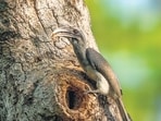 One of the grey hornbills. (Courtesy: Nikhil Devasar)