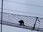 This is the first confirmed instance of a gibbon using such a structure in the sanctuary and the first documented case anywhere in the world of a canopy bridge being used over a railway line, scientist This is the first confirmed instance of a gibbon using such a structure in the sanctuary and the first documented case anywhere in the world of a canopy bridge being used over a railway line, scientist