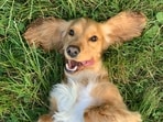 The survey found dogs accounted for 97% of cannabis exposure incidents, while cats represented only 3%. The survey found dogs accounted for 97% of cannabis exposure incidents, while cats represented only 3%.