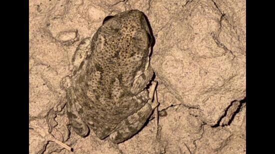 Possibly, an Indus Valley marbled toad at Jainti dam rivulet. (VIKRAM JIT SINGH)