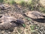 Carcasses of vultures recovered from Bhira range of Dudhwa buffer zone on April 7 (HT File Photo)