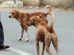 Following the suspected outbreak of Canine Distemper Virus (CDV) at Kanha Tiger Reserve, Pune forest department has ordered census of stray dogs in and around protected wildlife areas. ((PIC FOR REPRESENTATION))