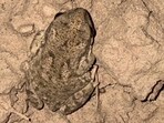 Possibly, an Indus Valley marbled toad at Jainti dam rivulet. (VIKRAM JIT SINGH)