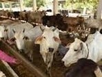 The government is providing up to 50% subsidy for setting up dairy units, with the financial model comprising 15% beneficiary contribution, 35% bank loan and 50% government support. (FOR REPRESENTATION)