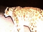 To better understand leopard behaviour and reduce human-leopard conflict in Junnar, the forest department has launched study of the animal’s scat samples to analyse feeding and prey patterns. ((PIC FOR REPRESENTATION))