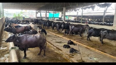 The initiative also focuses on conservation and promotion of indigenous breeds such as Sahiwal, Gir, Gangatiri and Sindhi, while cattle rearers maintaining high-yield breeds are being offered incentives of ₹10,000- ₹15,000. (For representation only) The initiative also focuses on conservation and promotion of indigenous breeds such as Sahiwal, Gir, Gangatiri and Sindhi, while cattle rearers maintaining high-yield breeds are being offered incentives of ₹10,000- ₹15,000. (For representation only)