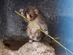 Punch, a Japanese macaque known for clinging to a stuffed orangutan, sits on a rock at Ichikawa City Zoo in Ichikawa, Chiba Prefecture, Japan, March 26, 2026. REUTERS/Manami Yamadaa