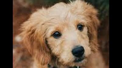 A case was registered under the Prevention of Cruelty to Animals Act and Section 325 (mischief by killing or maiming animal) of the Bharatiya Nyaya Sanhita at the Sector 26 police station on Sunday. (REPRESENTATIVE IMAGE)