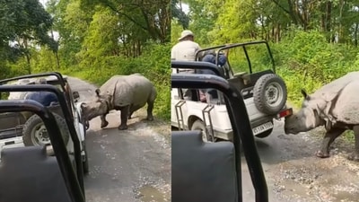 The incident took place during a routine jungle safari at Manas National Park. (Instagram/@ali_ashif_sk_official) The incident took place during a routine jungle safari at Manas National Park. (Instagram/@ali_ashif_sk_official)