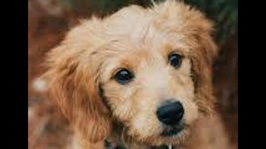 A case was registered under the Prevention of Cruelty to Animals Act and Section 325 (mischief by killing or maiming animal) of the Bharatiya Nyaya Sanhita at the Sector 26 police station on Sunday. (REPRESENTATIVE IMAGE)