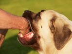 (Representative image) Police said dogs were allegedly kept in an unauthorised shelter for years despite repeated complaints by local residents. (Getty Images/iStockphoto)