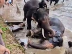 Kodagu: Elephants fight during a bathing session at the Dubare Elephant Camp where a woman tourist from Tamil Nadu got trapped under an elephant and died, in Kodagu district, Karnataka, Monday, May 18, 2026. (PTI Photo)