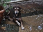The Supreme Court said right to life with dignity encompasses right to live freely without threat of harm from dogs

