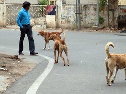 రద్దీగా ఉండే పబ్లిక్ ప్లేసెస్ నుంచి వీధి కుక్కలను తరలించాలని సుప్రీం కోర్టు తీర్పు