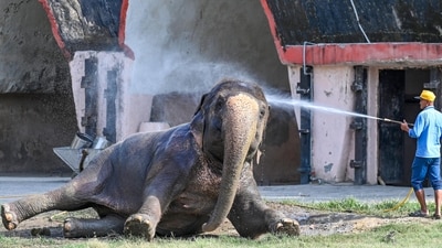 A zoo worker gives an elephant a refreshing shower to help it cool off on a harsh sunny afternoon at the National Zoological Park in Delhi. (Sanjeev Verma/Hindustan Times)