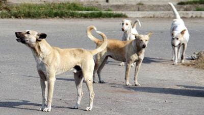 Last year, the Chandigarh MC had earmarked around 200 feeding spots across all sectors of the city where community dogs can be fed by dog lovers. These spots have been earmarked away from residences, parks and play areas of children to ensure public safety, and high-traffic areas. (HT File) Last year, the Chandigarh MC had earmarked around 200 feeding spots across all sectors of the city where community dogs can be fed by dog lovers. These spots have been earmarked away from residences, parks and play areas of children to ensure public safety, and high-traffic areas. (HT File)