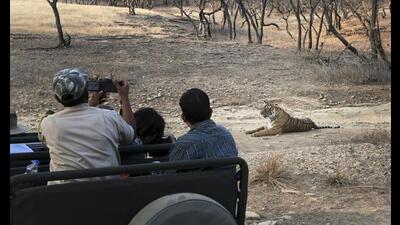 The Ranthambore Tiger Reserve has a carrying capacity of 45 to 55 tigers, but has 77. (HT PHOTO)