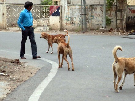రద్దీగా ఉండే పబ్లిక్ ప్లేసెస్ నుంచి వీధి కుక్కలను తరలించాలని సుప్రీం కోర్టు తీర్పు