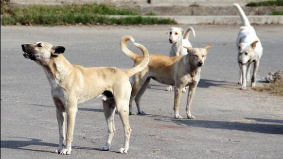 Last year, the Chandigarh MC had earmarked around 200 feeding spots across all sectors of the city where community dogs can be fed by dog lovers. These spots have been earmarked away from residences, parks and play areas of children to ensure public safety, and high-traffic areas. (HT File)