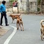రద్దీగా ఉండే పబ్లిక్ ప్లేసెస్ నుంచి వీధి కుక్కలను తరలించాలని సుప్రీం కోర్టు తీర్పు