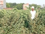 Farmer Rajendra Sonkar in his phalsa fields (HT Photo) Farmer Rajendra Sonkar in his phalsa fields (HT Photo)