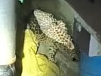 Female panther entered in a house in Bharatpur.