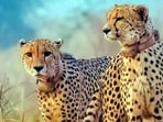 Five to six cheetahs from Kuno may soon be relocated to Gujarat’s Banni grasslands under India’s cheetah reintroduction programme. (Representative photo)