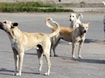 Last year, the Chandigarh MC had earmarked around 200 feeding spots across all sectors of the city where community dogs can be fed by dog lovers. These spots have been earmarked away from residences, parks and play areas of children to ensure public safety, and high-traffic areas. (HT File)