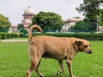 Supreme Court stays firm on stray dogs curbs in public places. 