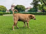 A stray dog roams inside the Supreme Court premises in New Delhi.