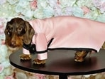 The annual Pet Gala, a canine fashion fundraiser(Photo: AFP)