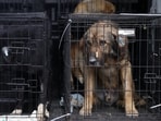 Section 13 of the Prevention of Cruelty to Animals Act authorises destruction of suffering animals where they are mortally injured, diseased or in such physical condition that continued survival would amount to cruelty. (REUTERS)