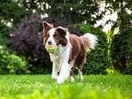 Read more to find out ways to protect your doggo's joints from long term wear and tear! Read more to find out ways to protect your doggo's joints from long term wear and tear!