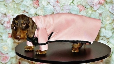The annual Pet Gala, a canine fashion fundraiser (Photo: AFP) The annual Pet Gala, a canine fashion fundraiser (Photo: AFP)