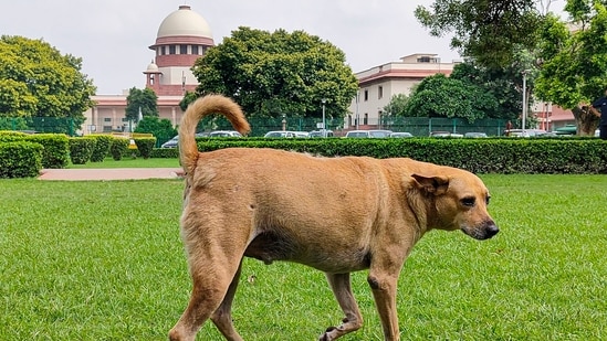 Supreme Court stays firm on stray dogs curbs in public places. (PTI)
