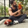 Dragon: జూనియర్ ఎన్టీఆర్ బెస్ట్ బర్డీస్‌ను చూశారా? జపాన్ నుంచి తెచ్చుకున్న పక్షులను పరిచయం చేసిన డ్రాగన్
