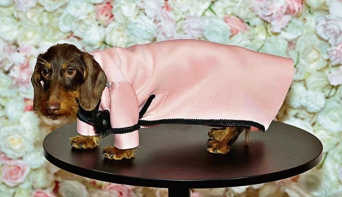 George, a Wirehaired Dachshund dressed as US rapper A$AP Rocky (Photo: AFP) George, a Wirehaired Dachshund dressed as US rapper A$AP Rocky (Photo: AFP)