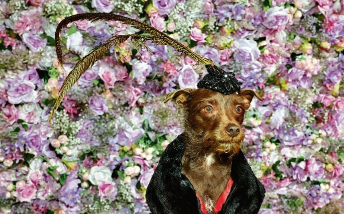 Bogie, a Chihuahua dressed as British singer-songwriter Sam Smith (Photo: AFP) Bogie, a Chihuahua dressed as British singer-songwriter Sam Smith (Photo: AFP)