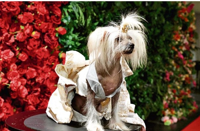 Suki, a Chinese Crested dressed as US socialite Kylie Jenner (Photo: AFP) Suki, a Chinese Crested dressed as US socialite Kylie Jenner (Photo: AFP)