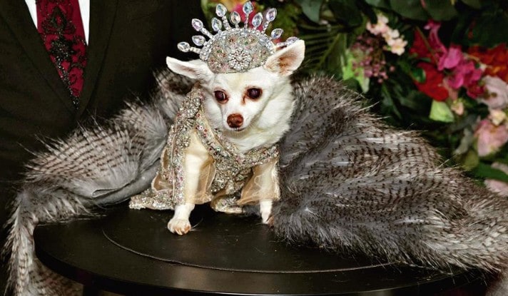 Kimba, a Chihuahua dressed as US singer Beyonce (Photo: AFP) Kimba, a Chihuahua dressed as US singer Beyonce (Photo: AFP)