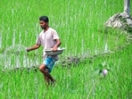 A farmer sprinkles fertiliser on a paddy field in Nagaon district of Assam. (ANI)