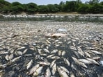 A view of Sanjay Van Lake, where thousands of dead fish float along the shores as the water body dries up amid the ongoing heatwave in New Delhi on Thursday. (RAJ K RAJ /HT PHOTO)