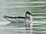 Experts linked the sighting to the species’ migration towards Arctic breeding grounds in Scandinavia and northern Europe. (Courtesy: Anu Mathur)