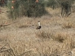 The Great Indian Bustard is Rajasthan’s state bird.