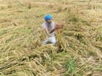 The challenge is not whether enough food is produced, but whether it can be produced sustainably, given shrinking water tables, deteriorating soils, and the impact of the climate crisis. (AFP)