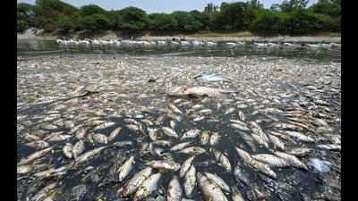 A view of Sanjay Van Lake, where thousands of dead fish float along the shores as the water body dries up amid the ongoing heatwave in New Delhi on Thursday. (RAJ K RAJ /HT PHOTO) A view of Sanjay Van Lake, where thousands of dead fish float along the shores as the water body dries up amid the ongoing heatwave in New Delhi on Thursday. (RAJ K RAJ /HT PHOTO)